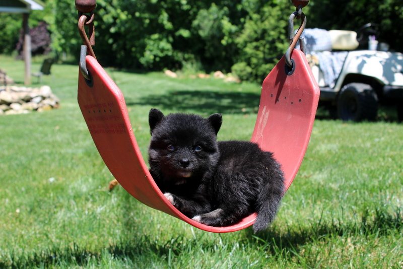 puppy, for, sale, Pomsky, Matthew B. Stoltzfus, dog, breeder, Gap, PA, dog-breeder, puppy-for-sale, forsale, nearby, find, puppyfind, locator, puppylocator, aca